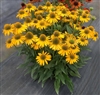 Kismet Yellow