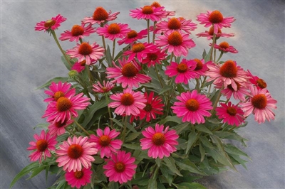 Kismet Raspberry