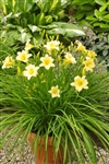 EveryDayLily Cream