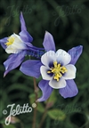 Earlybird Blue White
