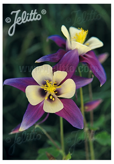 Earlybird Purple Yellow
