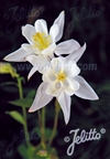 Earlybird White