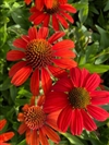 Kismet Intense Orange