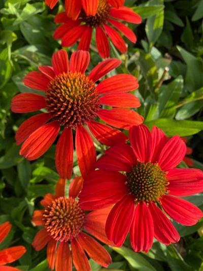 Kismet Intense Orange
