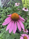 Prairie Splendor