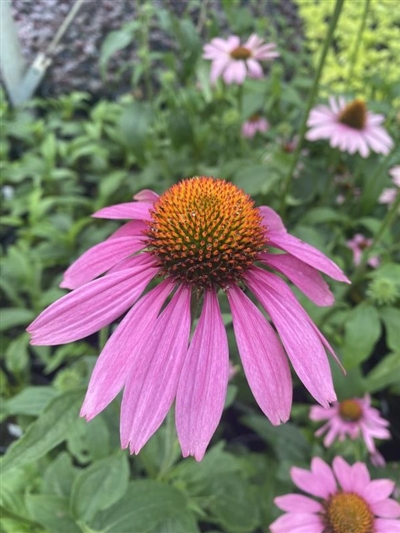 Prairie Splendor