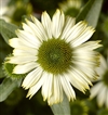 Prairie Splendor Compact White