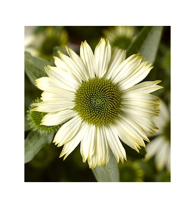 Prairie Splendor Compact White
