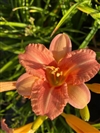 EveryDaylily Pink Wing
