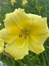 Fragrant Returns