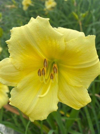 Fragrant Returns