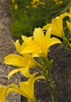 Hyperion