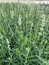 Ellagance Snow