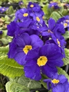 Crescendo Blue shades