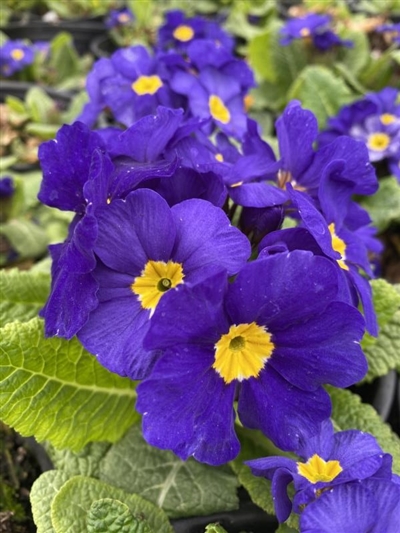 Crescendo Blue shades