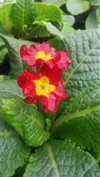 Crescendo Bright Red