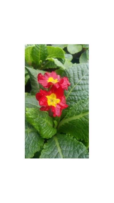 Crescendo Bright Red