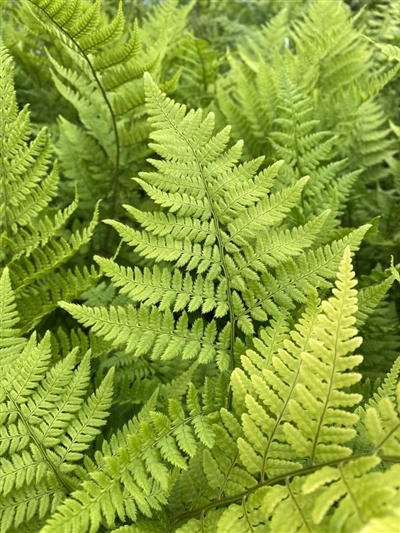 Toothed Wood Fern