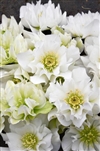 Wedding Bells