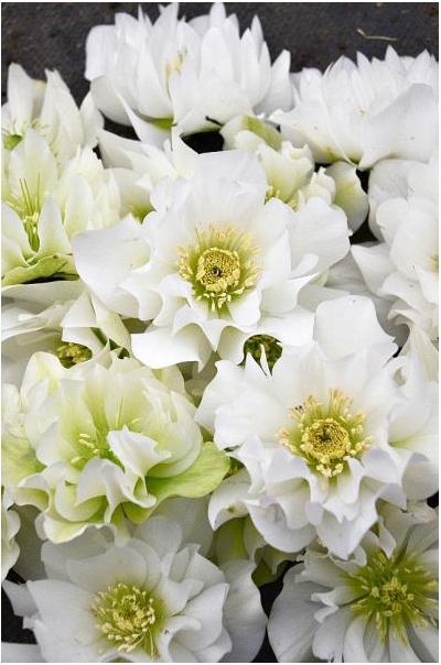 Wedding Bells