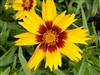 Sunkiss