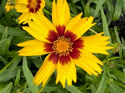 Sunkiss