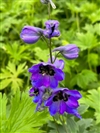 Dark Blue/Dark Bee (Magic Fountains)