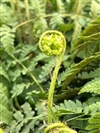 Eastern Wood Fern