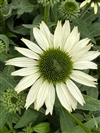 Kismet White