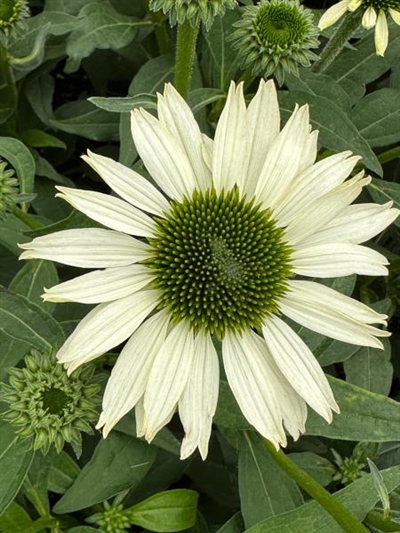 Kismet White