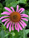 (Native)