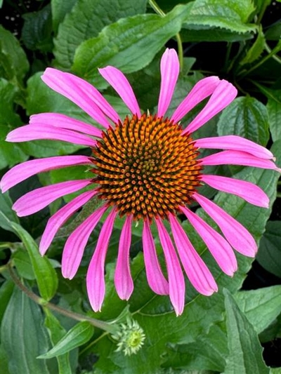 (Native)