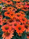 Sombrero Adobe Orange