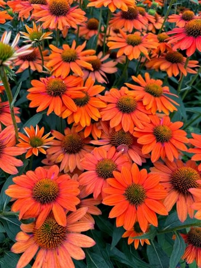 Sombrero Adobe Orange