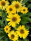 Sombrero Lemon Yellow Improved