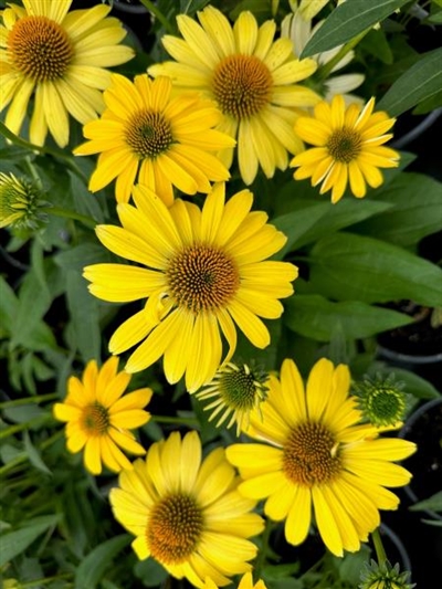 Sombrero Lemon Yellow Improved