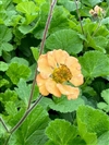 Tempo Orange