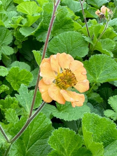 Tempo Orange