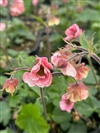 Tempo Rose