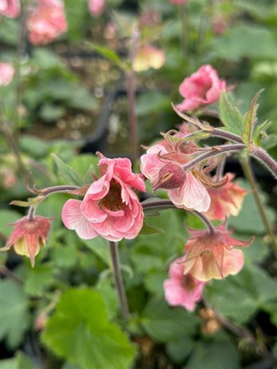 Tempo Rose