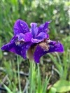 Ruffled Velvet