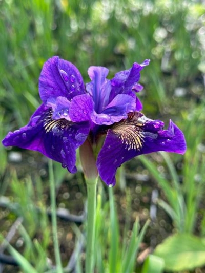 Ruffled Velvet