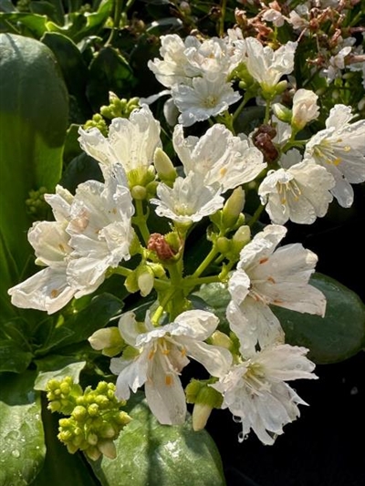 Little Snowberry