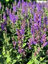 Bumbleblue