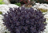 Plum Dazzled