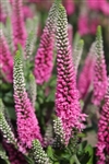 Pink Candles