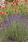 Hidcote Blue