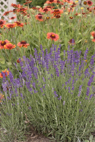 Hidcote Blue