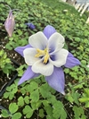 Earlybird Blue White
