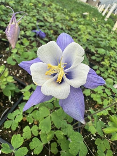 Earlybird Blue White